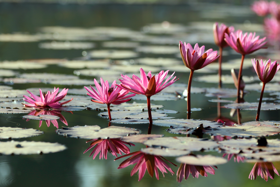 Lily pond at a SilverOak community
