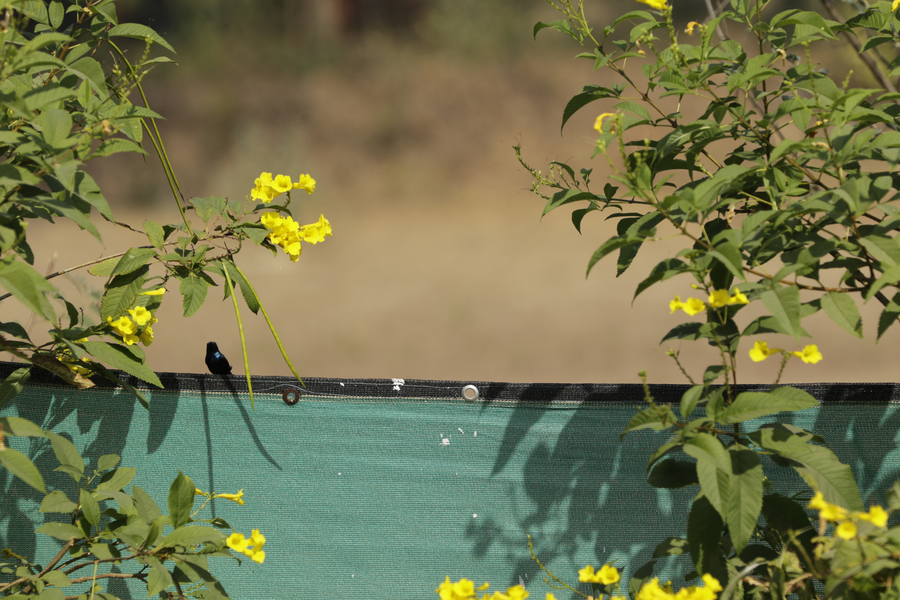 Pool edge with flowering plants at a SilverOak community