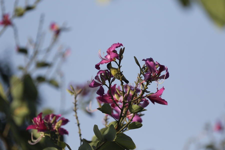 Flowering trees at a SilverOak community